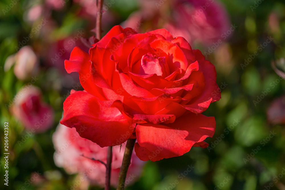 Red rose in a garden close up. Flowers Red rose in a garden close up. Flowers