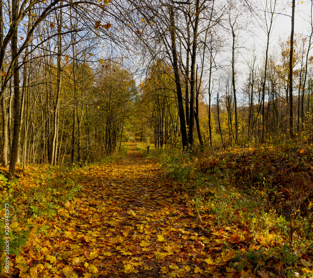 Fototapeta premium Autumn in the old forest Park. Nevsky forest Park is located in the Leningrad region.