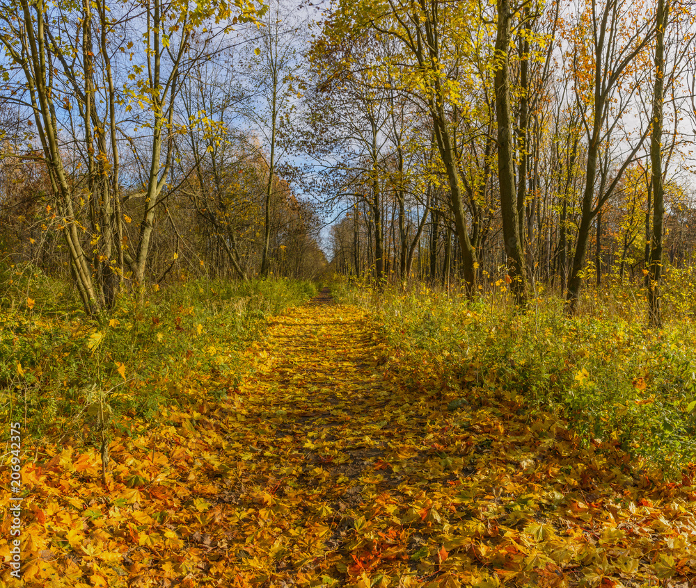 Obraz premium Autumn in the old forest Park. Nevsky forest Park is located in the Leningrad region.