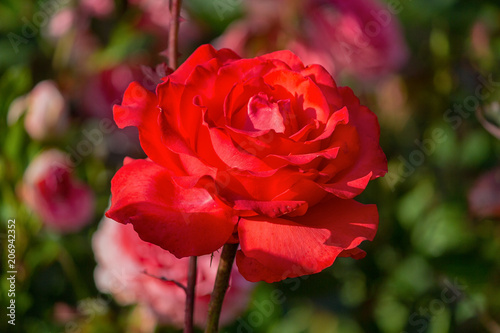 Red rose in a garden close up. Flowers