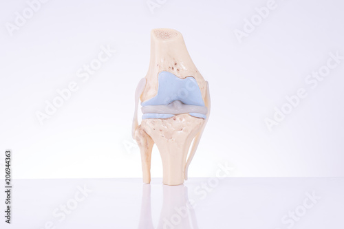 Knee join anatomy model isolated over white background.