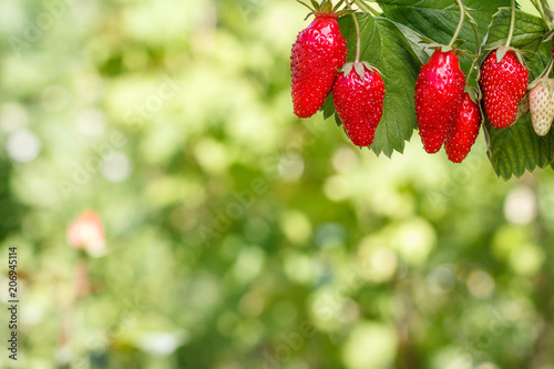 Fresh red ripe strawberries with blurred green natural background