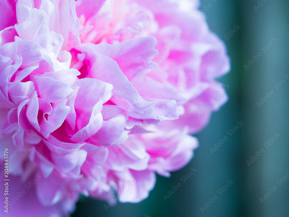 Flower Close-Up