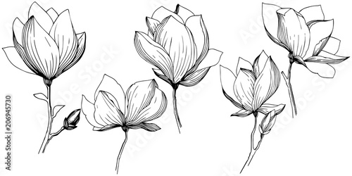 Magnolia in a vector style isolated. Full name of the plant: magnolia. Vector olive tree for background, texture, wrapper pattern, frame or border.