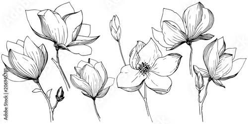 Magnolia in a vector style isolated. Full name of the plant: magnolia. Vector olive tree for background, texture, wrapper pattern, frame or border.