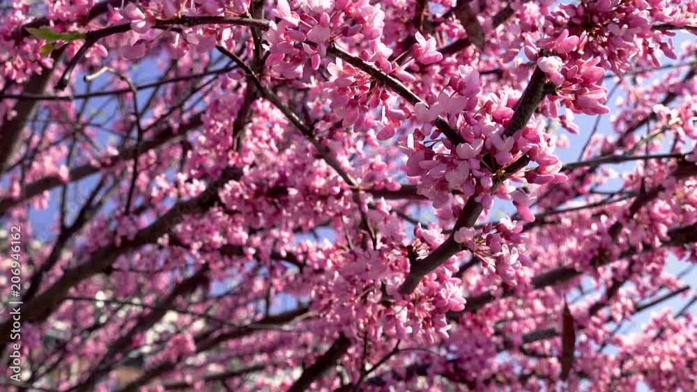 close up of a Judas tree and its bright pink blossoms in spring with sunlight shining through its branches and blue sky background.