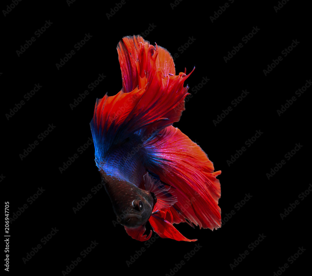 Colorful betta fish,Siamese fighting fish in movement isolated on black background. Colorful betta fish,Siamese fighting fish in movement isolated on black background.