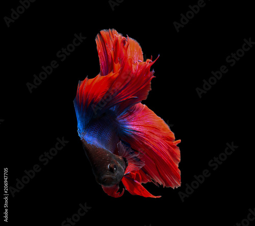 Colorful betta fish,Siamese fighting fish in movement isolated on black background.