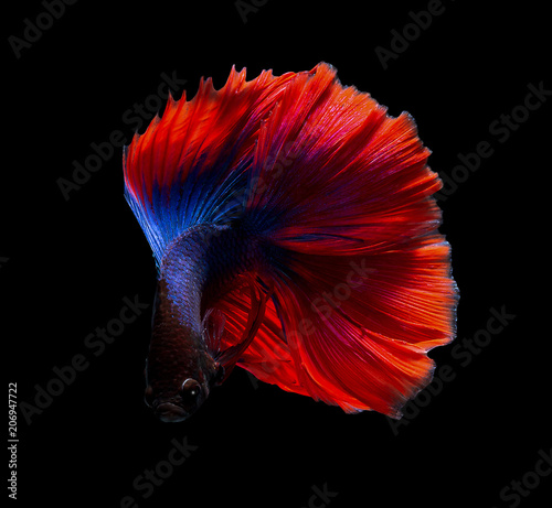 Colorful betta fish,Siamese fighting fish in movement isolated on black background.