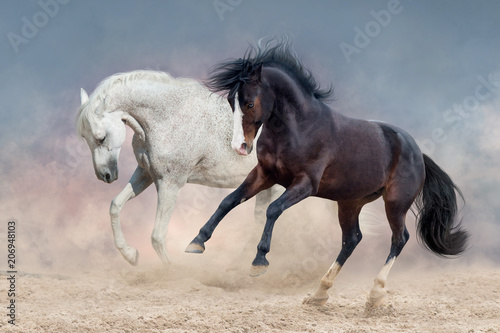 Horse herd free run in dust