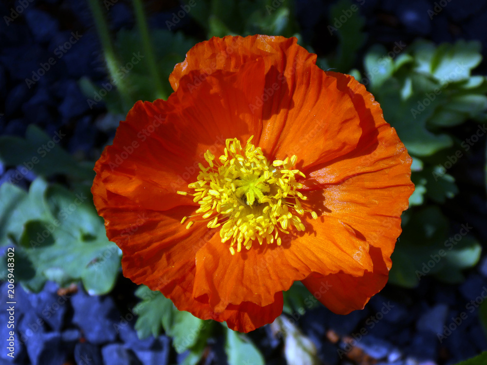 Blooming poppy flower on a sunny day in the city garden in Pfaffenhofen, Germany Blooming poppy flower on a sunny day in the city garden in Pfaffenhofen, Germany