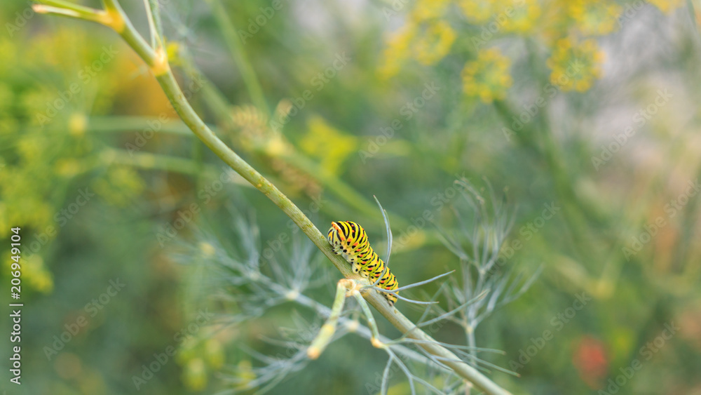 Catterpillar of Papilio machaon nearing its final days as a caterpillar. Crawling on a fennel. Catterpillar of Papilio machaon nearing its final days as a caterpillar. Crawling on a fennel.