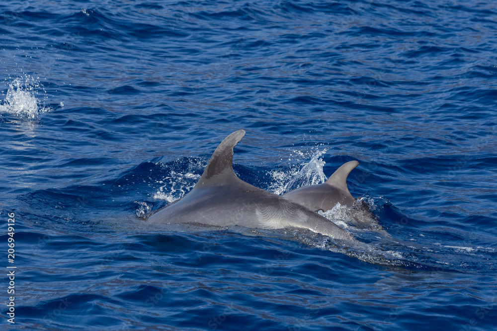 Fototapeta premium Beautiful dolphin swimming. Dolphin jumping above blue water in the Ocean
