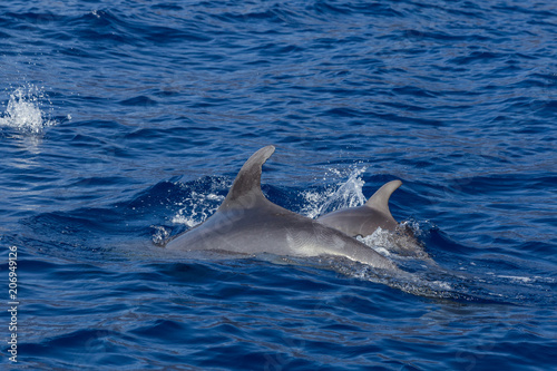 Beautiful dolphin swimming. Dolphin jumping above blue water in the Ocean