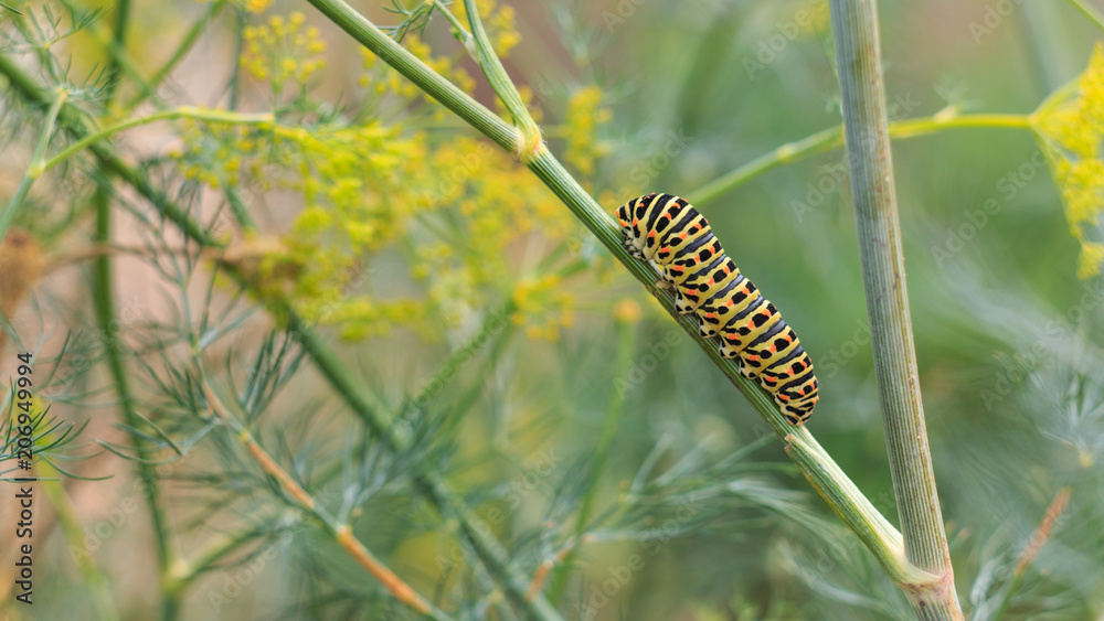 Catterpillar of Papilio machaon nearing its final days as a caterpillar. Crawling on a fennel. Catterpillar of Papilio machaon nearing its final days as a caterpillar. Crawling on a fennel.