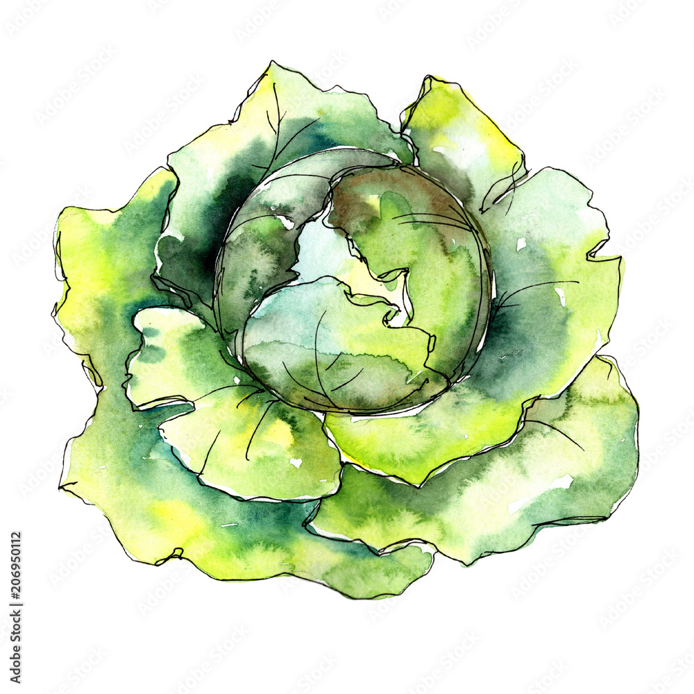 Obraz premium Green cabbage vegetables in a watercolor style isolated. Full name of the vegetablles: cabbage. Aquarelle vegetables for background, texture, wrapper pattern or menu.