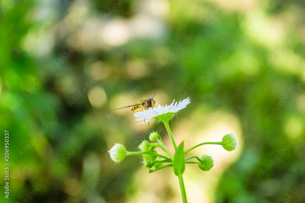 Bee on camomile flower Bee on camomile flower