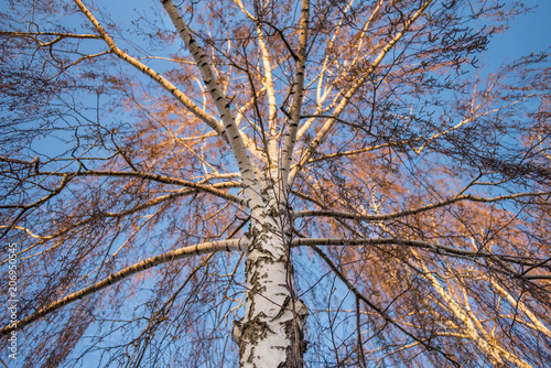 Fototapeta Naklejka Na Ścianę i Meble -  Big birch with earrings against the sky. Spring.