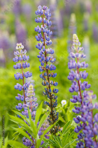 Lupine field with pink purple and blue flowers closeup