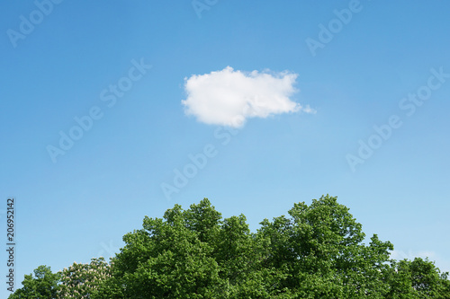 Canvas Print blue sky with single white cloud over green treetops, horizontal nature backgrou