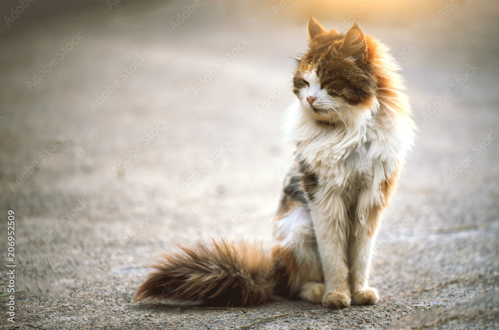 White and brown cat crouched on the ground