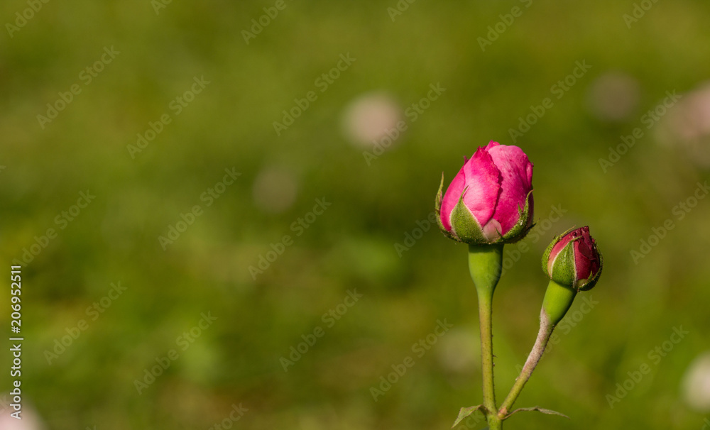 Obraz premium red tulip in the field