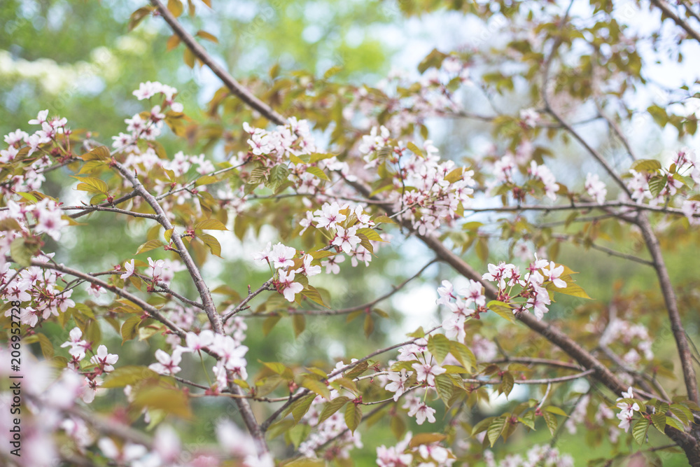 Image of Soft focus Cherry Blossom or Sakura flowers on natural background