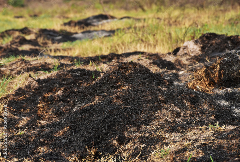 Some fresh grass was caught fired became to cinders. Some fresh grass was caught fired became to cinders.
