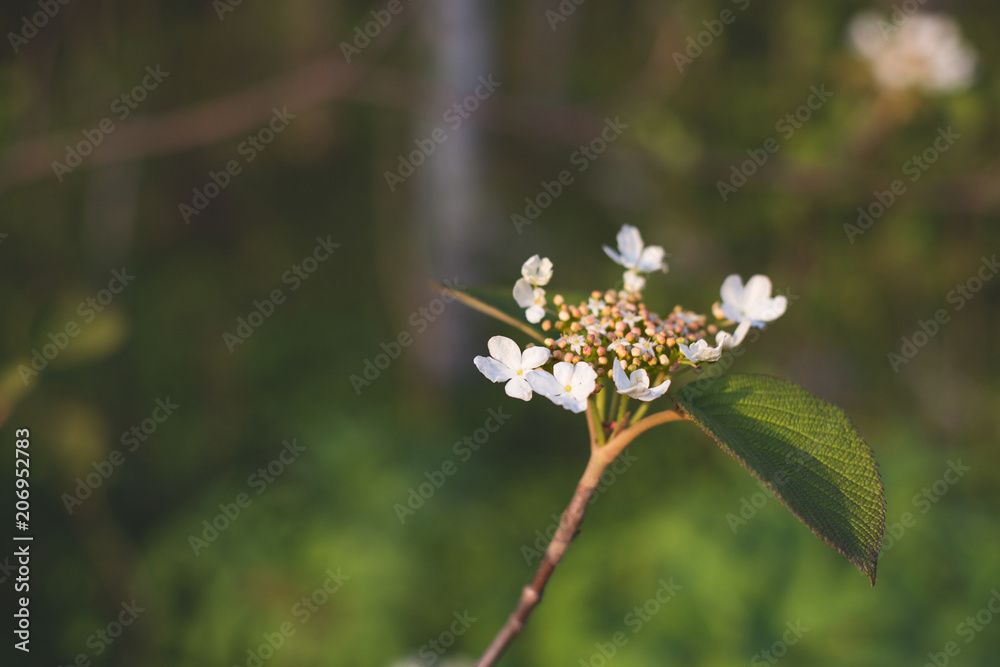 Close-up image of A beautiful wild hydrangea in bloom in spring on green background Close-up image of A beautiful wild hydrangea in bloom in spring on green background