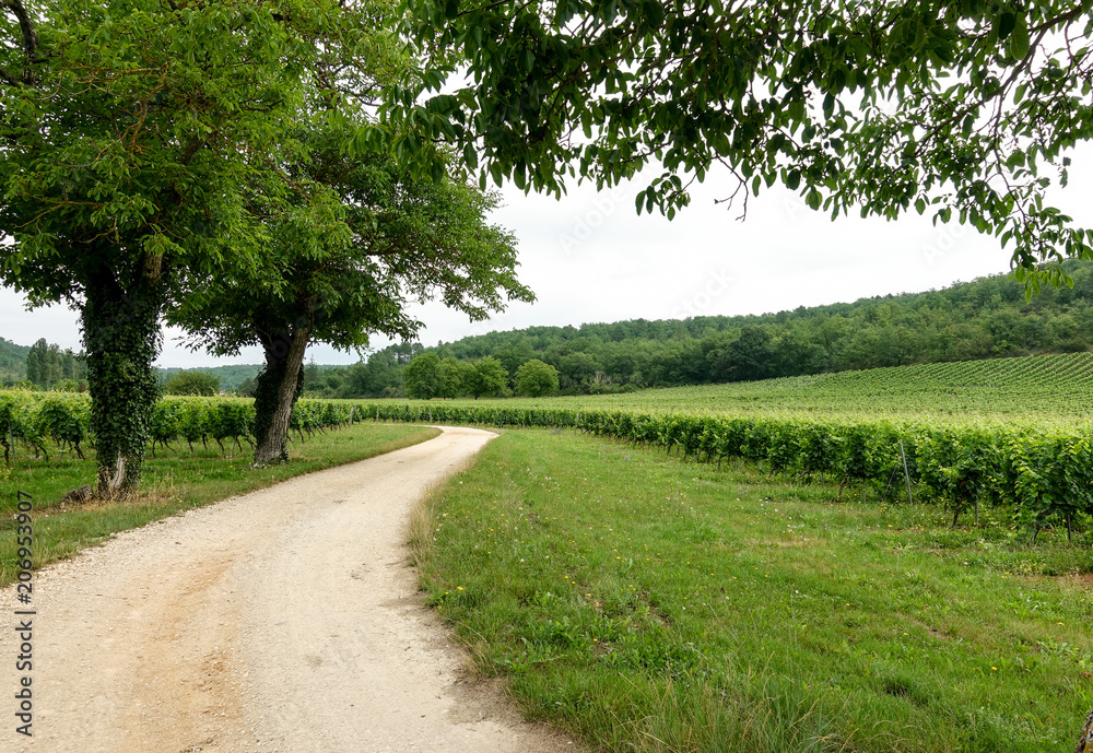 Vineyards in the south west of France in Le Lot's region Vineyards in the south west of France in Le Lot's region
