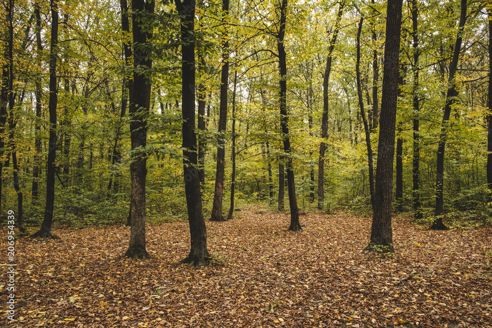 Autumn forest. The leaves in the trees turned yellow. Autumn forest. The leaves in the trees turned yellow.