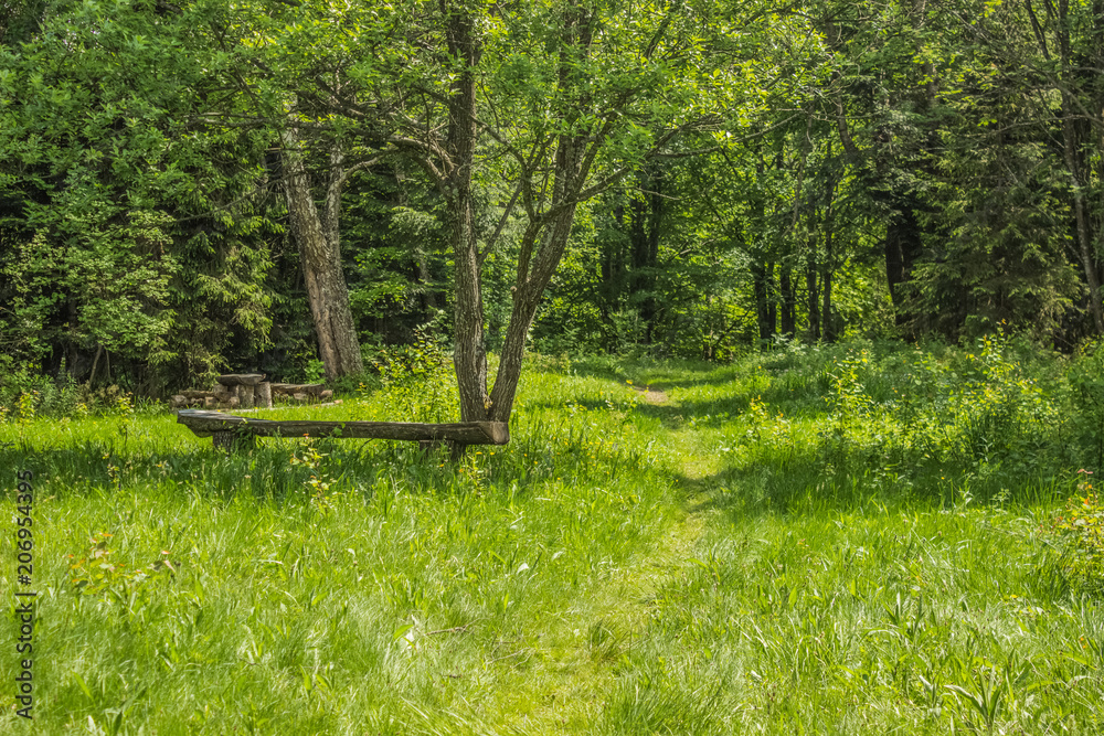 green summer forest mountain landscape somewhere on country side