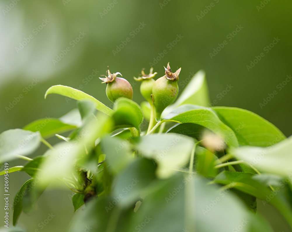 Unripe apples Unripe apples