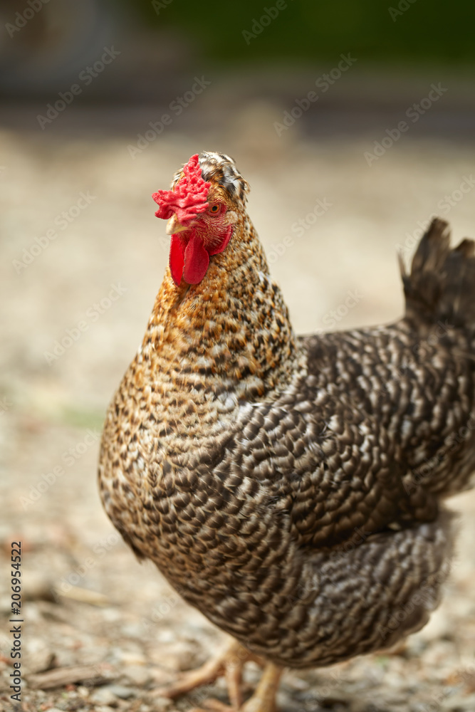 Closeup of a fat chicken
