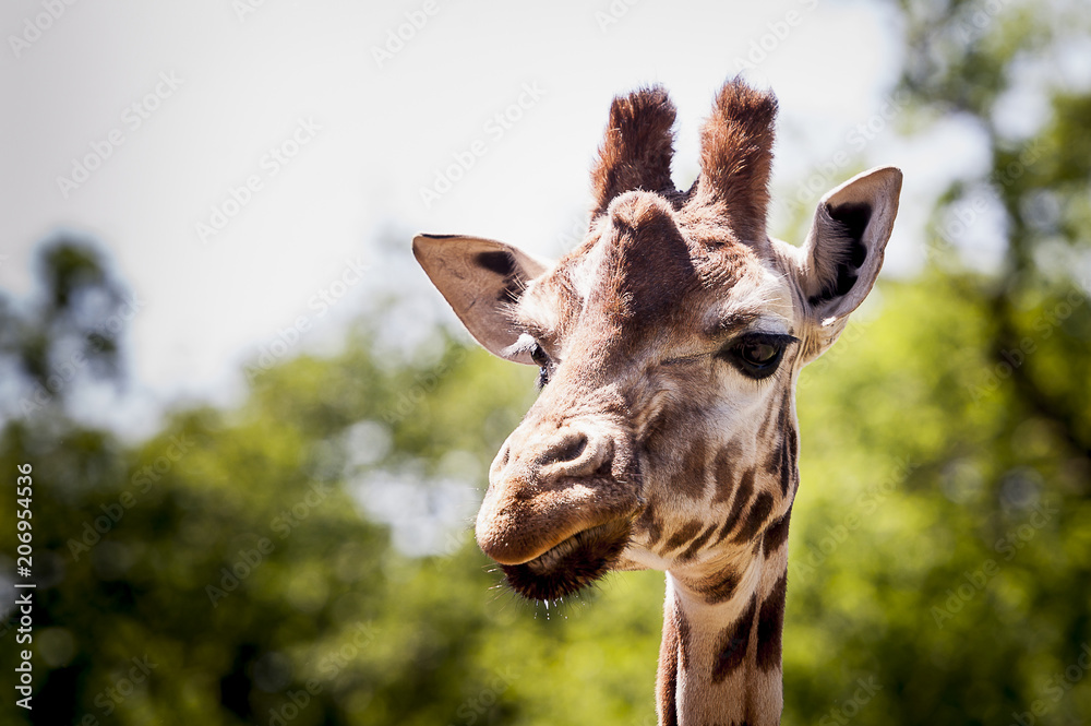 Portrait d'une girafe Portrait d'une girafe