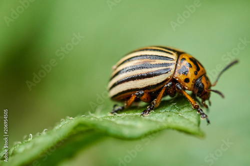 Closeup of colorado beetle photo