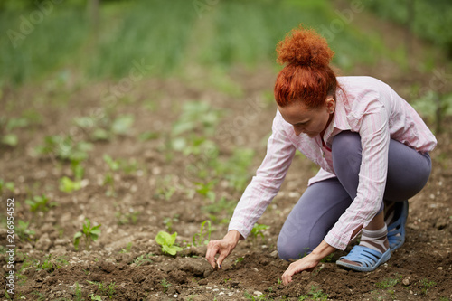 Farmer woman planting pepper