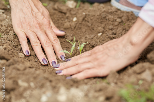 Hands of a woman planting pepper