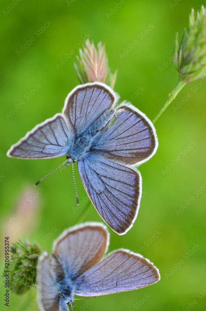 Cyaniris semiargus, Mazarine Blue butterfly. Small blue butterfly in natural habitat Cyaniris semiargus, Mazarine Blue butterfly. Small blue butterfly in natural habitat