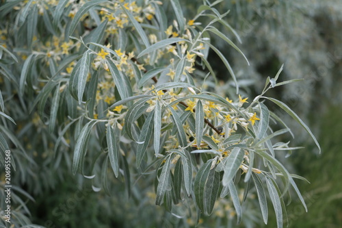 Elaeagnus angustifolia with yellow flowers in spring, Germany photo