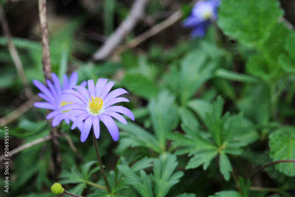 Tiny blue spring wild flowers in forest, Russia Tiny blue spring wild flowers in forest, Russia