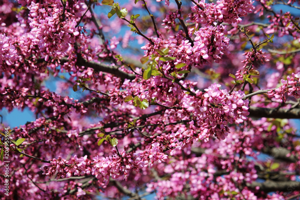 Pink blossoming trees in April in Russia Pink blossoming trees in April in Russia