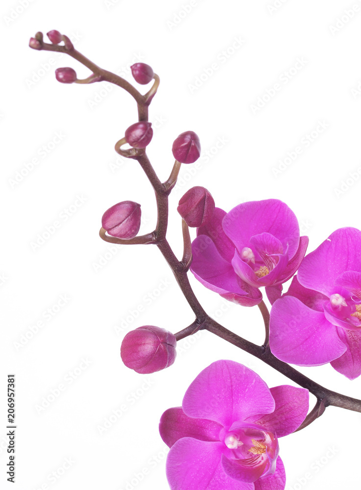 Fototapeta premium Kwiat orchidei