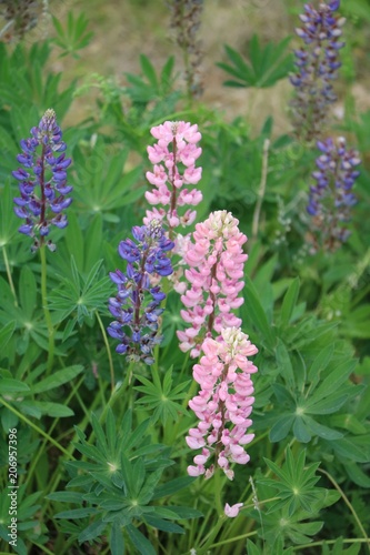Pink and purple Lupinus in summer at Lake Schladitzer See nearby Leipzig, Germany 