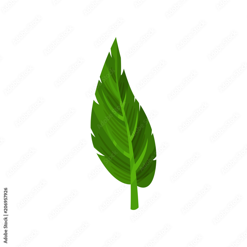 Small green leaf of tropical plant. Nature and botanical theme. Decorative flat vector element for poster or flyer