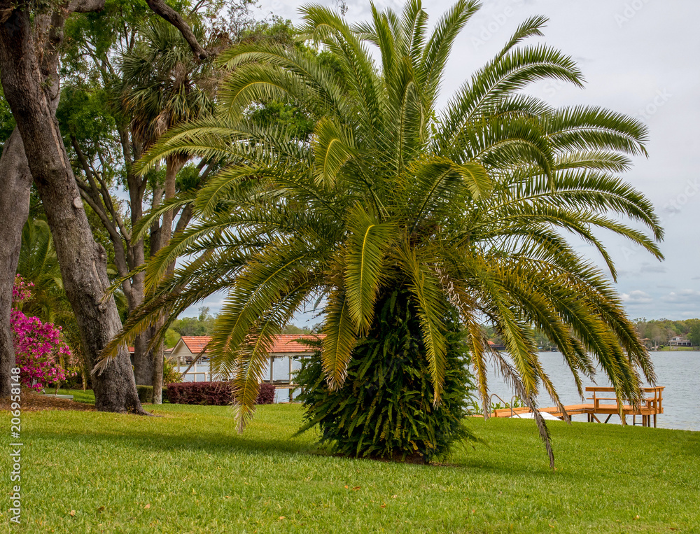 Lake shore, recreation area. Palm trees. Lake shore, recreation area. Palm trees.