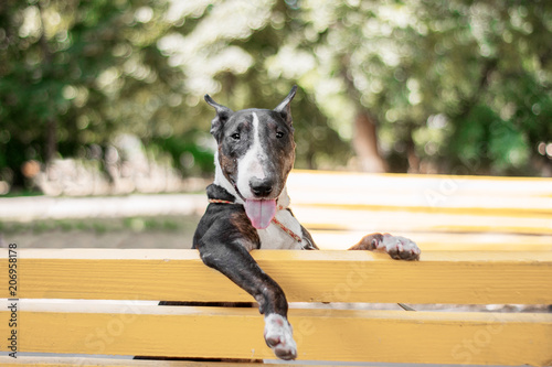 Canvas bull terrier is funny sitting on a bench in the park