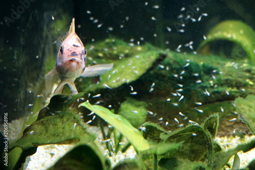 Tilapia mit Babyfische, Maulbrüter Barsch photo