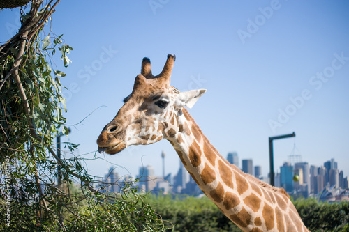 Canvas Print Giraffe in Sydney