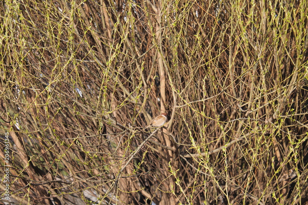 bird on the tree bird on the tree